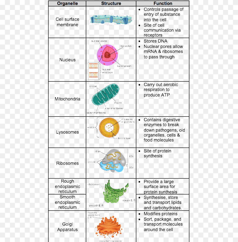 Picture Level Biology Cell Structure, Text, Chart, Plot Free Png