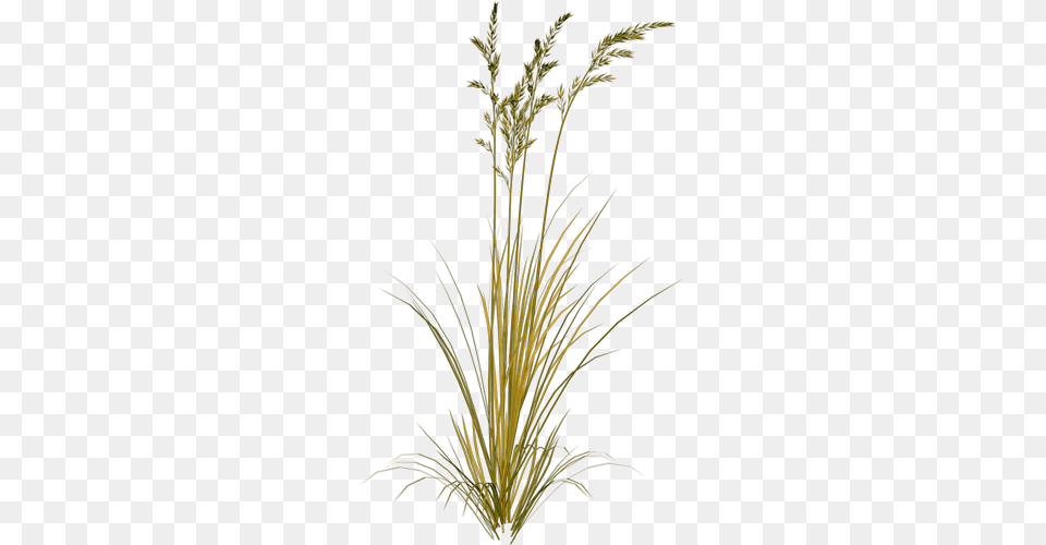 Picture Library Beach Grass Clipart Sweet Grass Clipart, Agropyron, Plant Png Image