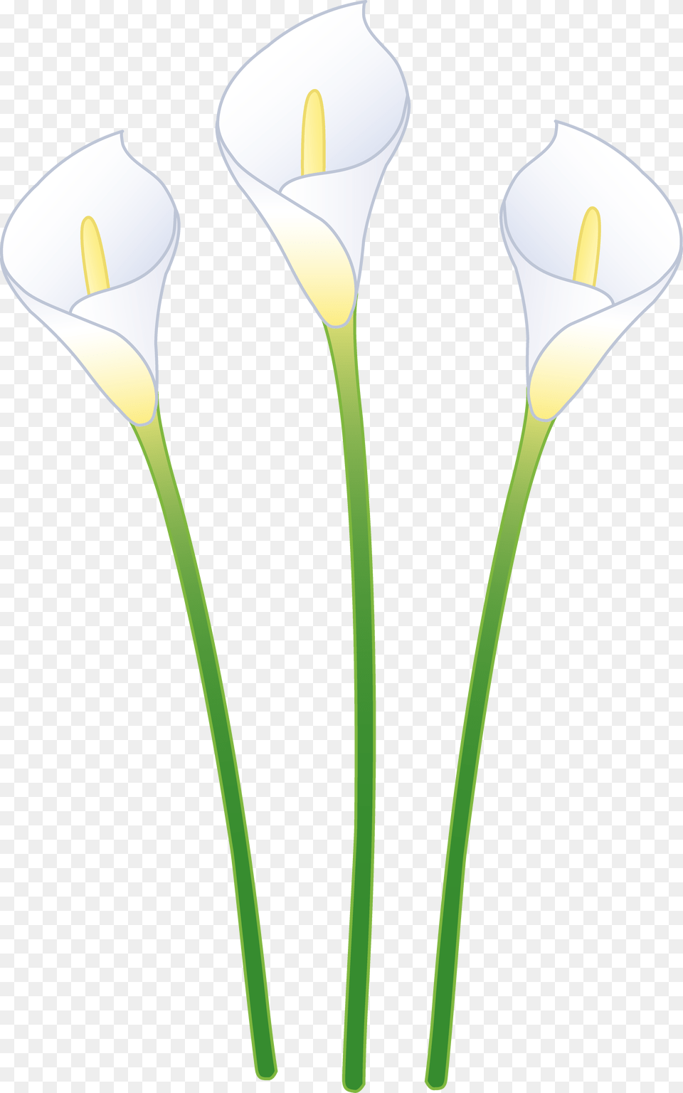 Picture Library Calla Lily Flower Clip Art, Plant, Petal, Araceae Free Transparent Png