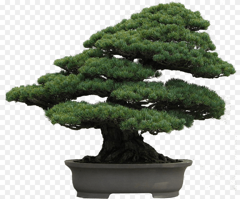 Picture Library Download Bonsai Tree Clipart Japanese White Pine Bonsai, Plant, Potted Plant, Conifer Free Transparent Png