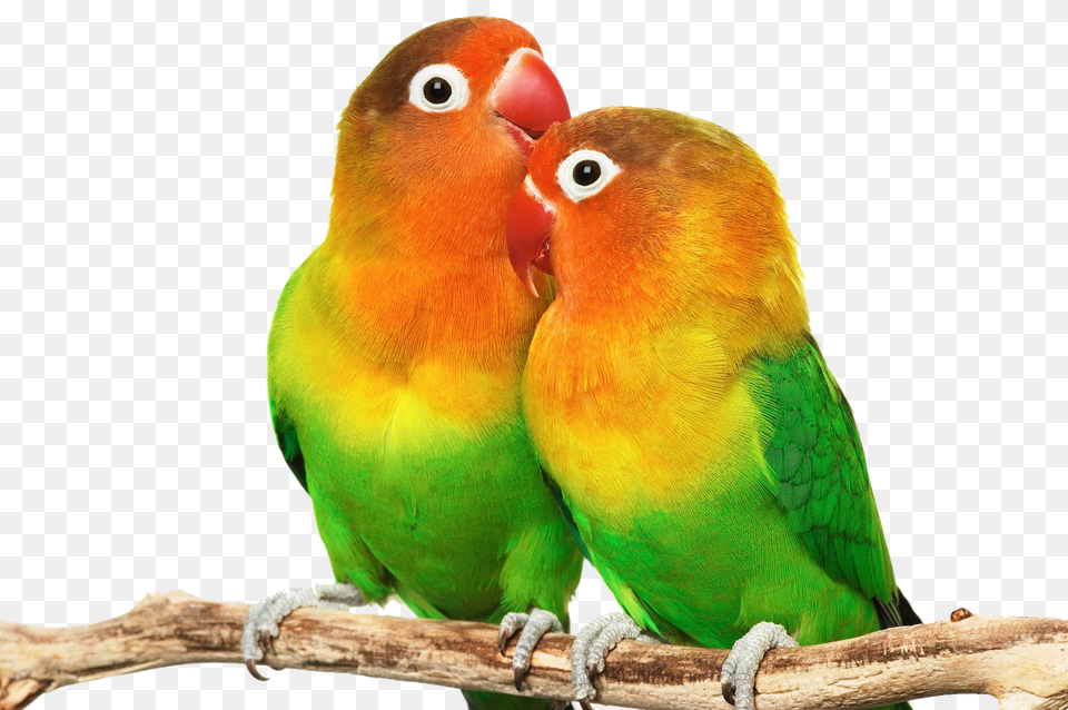 Picture Library Files Love Birds Hd, Animal, Bird, Parakeet, Parrot Free Png