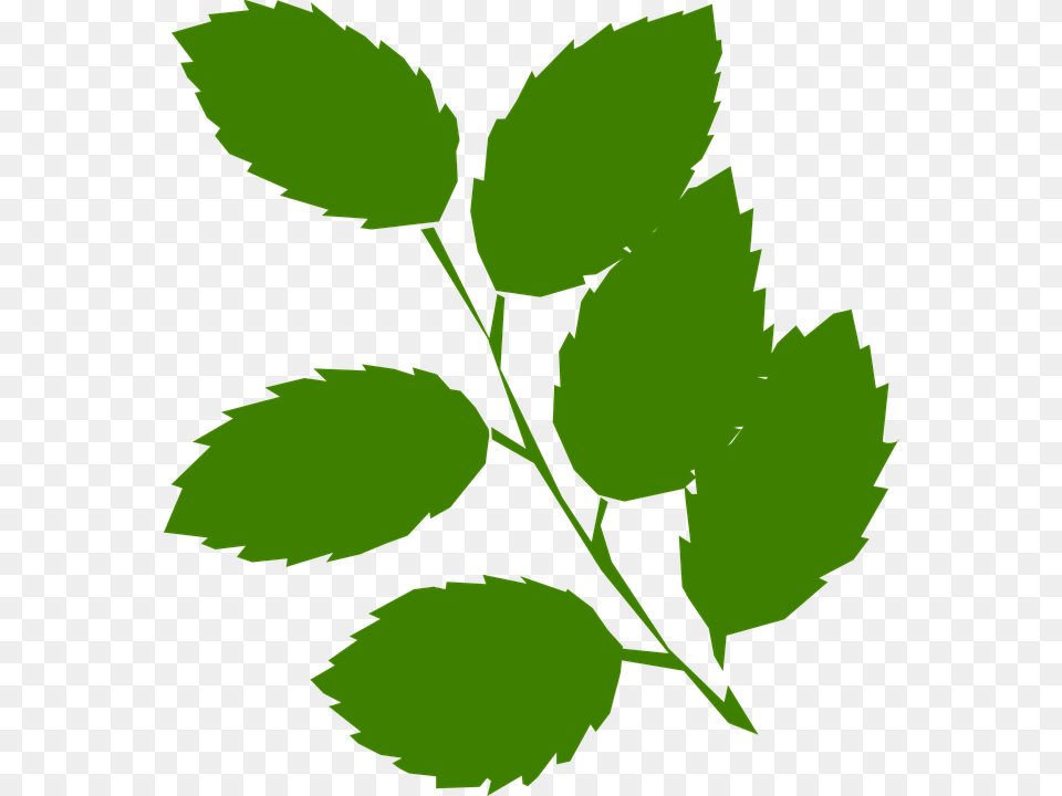 Picture Library Foliage Leaves On Dumielauxepices Clip Art Green Leaves, Leaf, Plant, Herbs, Herbal Free Png