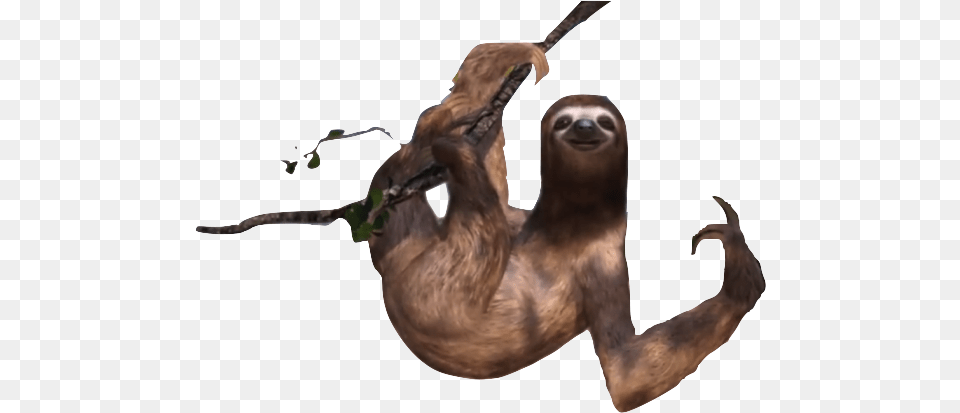 Picture Library Sloths Posted Years Ago With Notes Sloth, Animal, Mammal, Wildlife, Three-toed Sloth Free Png Download