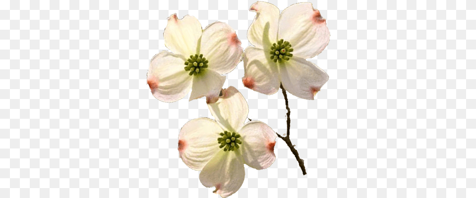 Picture Library Transparent Background Flowers Dogwood, Anther, Flower, Petal, Plant Png Image