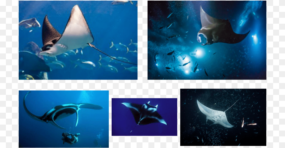 Picture Manta Ray, Animal, Fish, Manta Ray, Sea Life Png