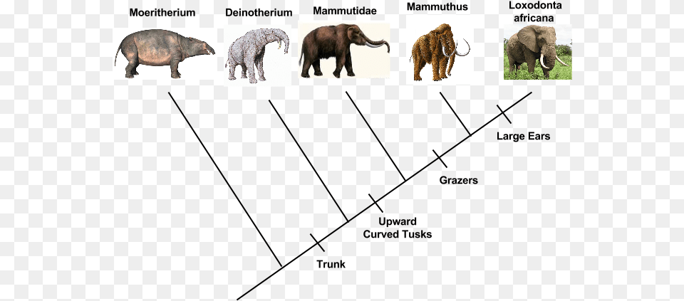 Picture Mastodonte, Animal, Mammal, Elephant, Wildlife Free Transparent Png