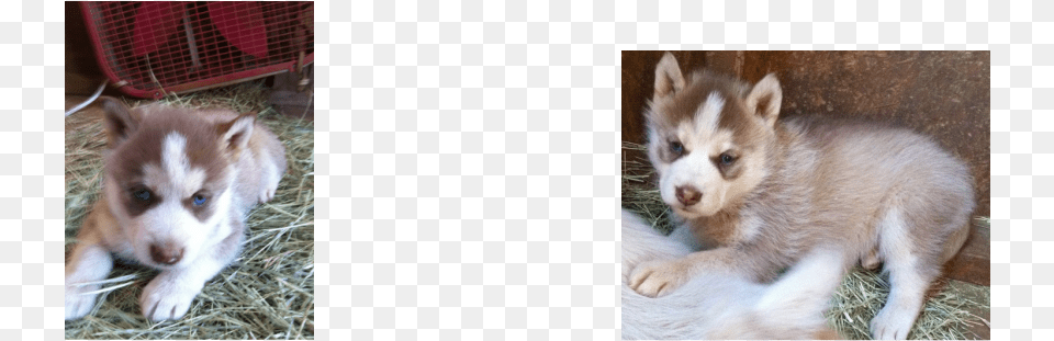 Picture Miniature Siberian Husky, Animal, Canine, Dog, Mammal Free Png Download