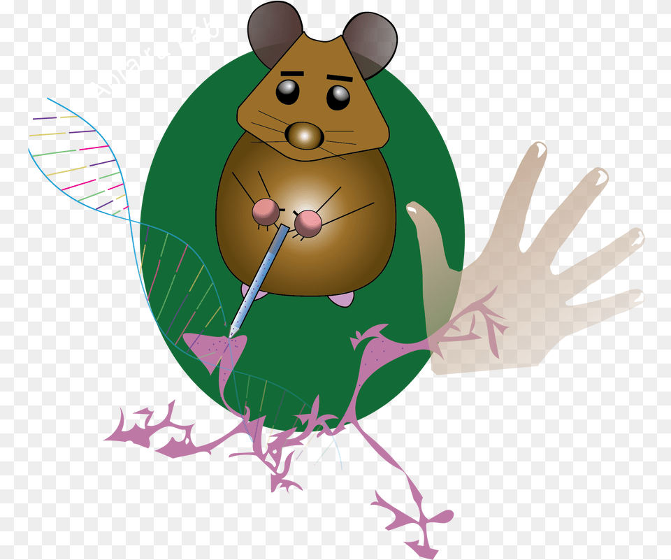 Picture Mouse, Animal, Mammal, Bear, Wildlife Free Png Download