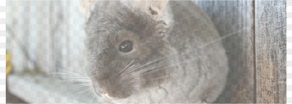 Picture Mouse, Animal, Mammal, Rodent, Cat Free Png