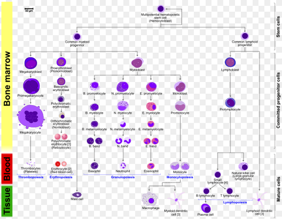 Picture Multipotential Hematopoietic Stem Cell, Purple, Accessories, Gemstone, Jewelry Png