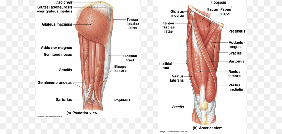 Picture Muscular System Of The Leg, Smoke Pipe Free Png Download