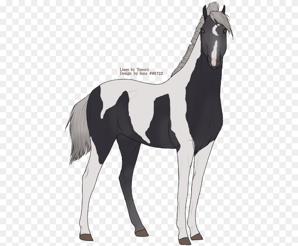 Picture Mustang Horse, Adult, Animal, Colt Horse, Female Free Png