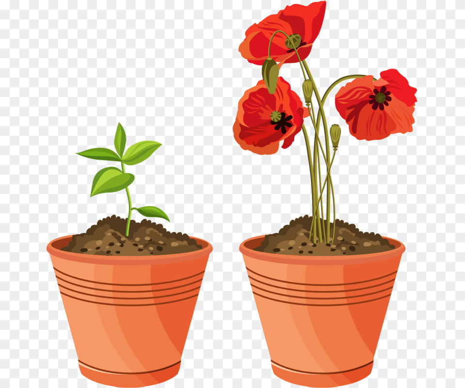 Picture My Garden Valley Flowers, Flower, Plant, Potted Plant, Geranium Png