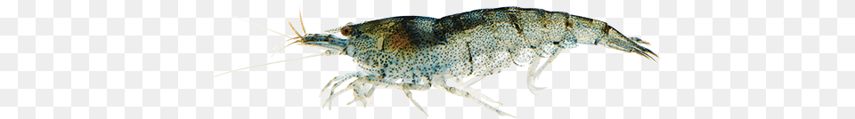Picture Of A Freshwater Shrimp Freshwater Shrimp, Animal, Food, Invertebrate, Sea Life Png