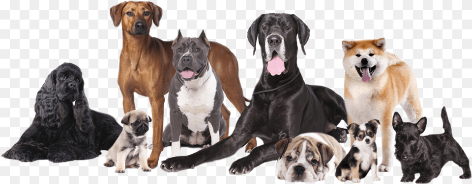 Picture Of A Group Of Clean And Happy Dogs After They39ve Different Ages Of Dogs, Animal, Canine, Dog, Mammal Free Png Download