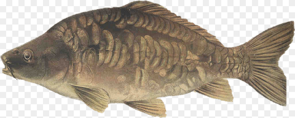 Picture Of A Mirror Carp Common Carp Mirror Carp, Animal, Fish, Sea Life Png Image