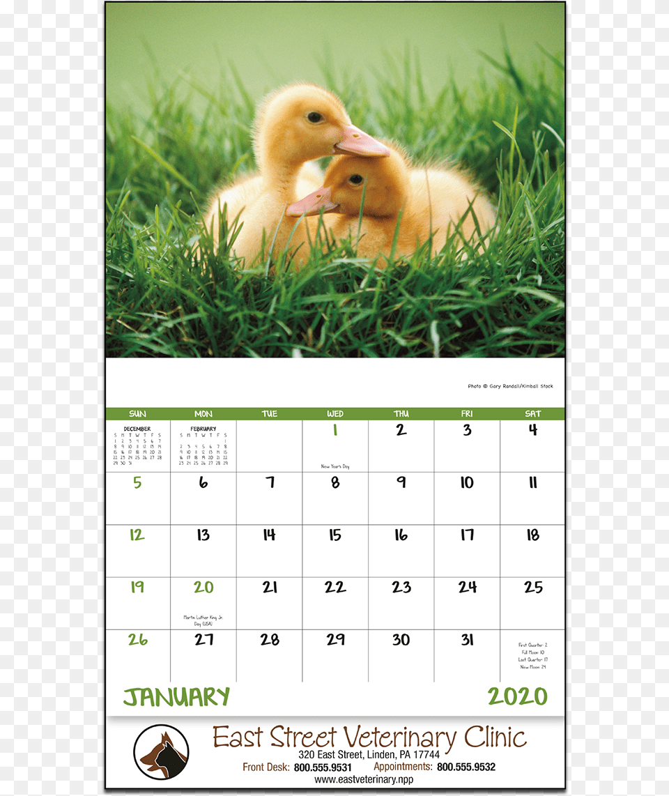 Picture Of Baby Farm Animals Wall Calendar Guinea Pig, Text, Grass, Plant, Animal Png