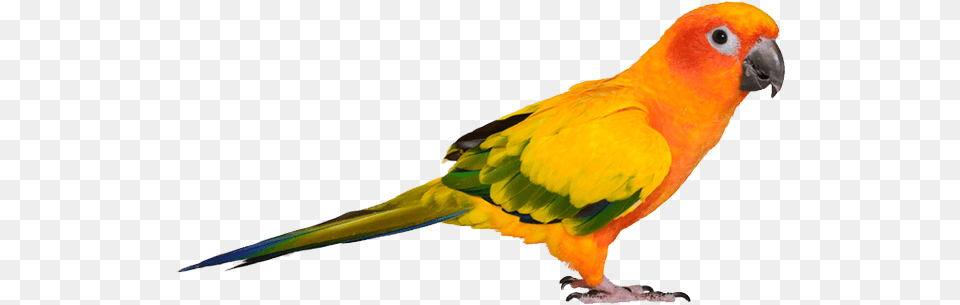 Picture Of Bird Bird, Animal, Parrot, Parakeet Png Image