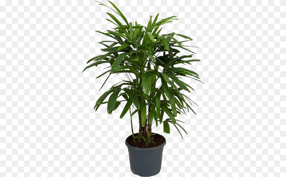 Picture Of Broad Lady Palm Lady Palm, Leaf, Palm Tree, Plant, Potted Plant Free Png