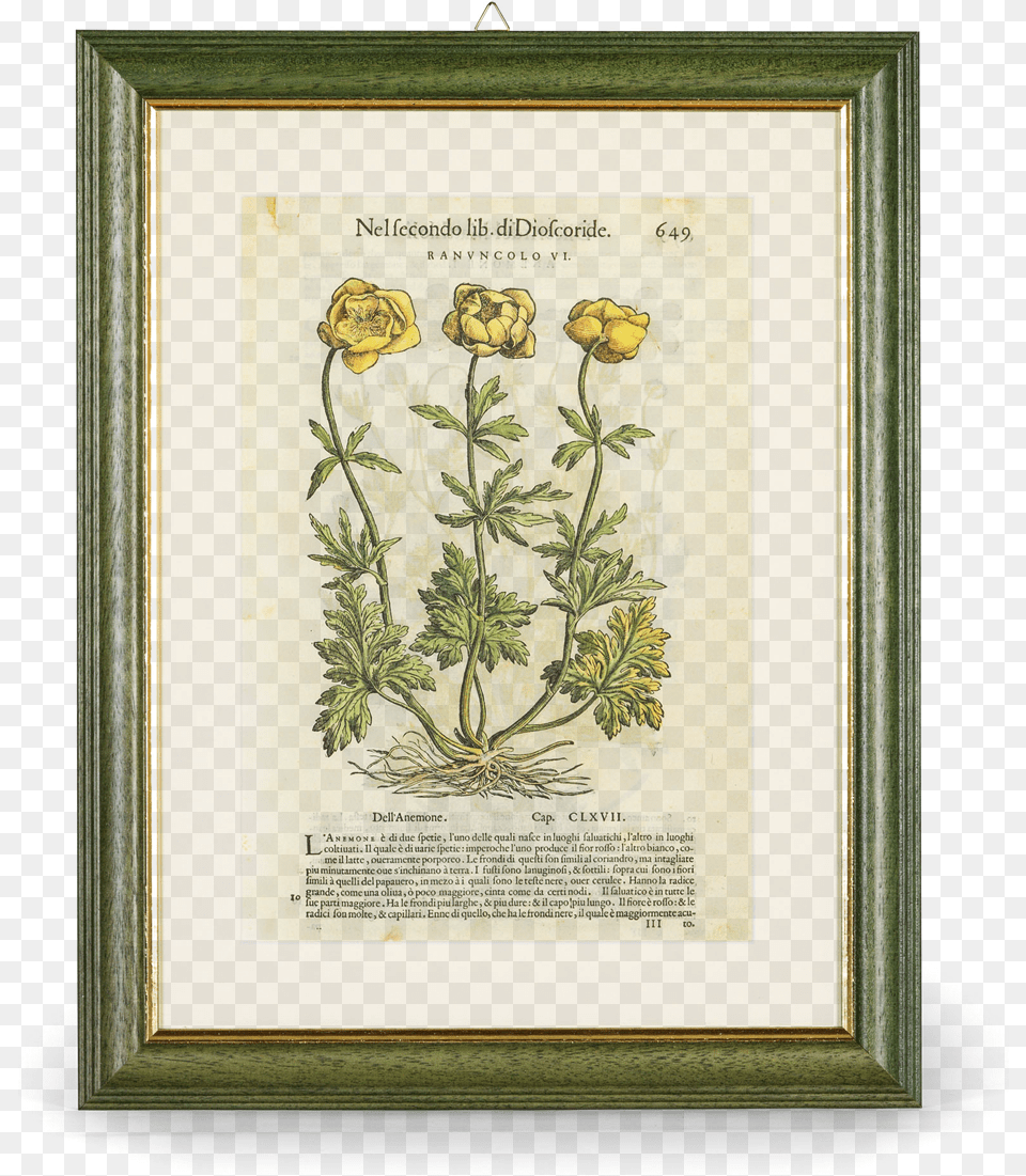 Picture Of Buttercup I Discorsi P Buttercup, Herbs, Plant, Herbal, Rose Free Png