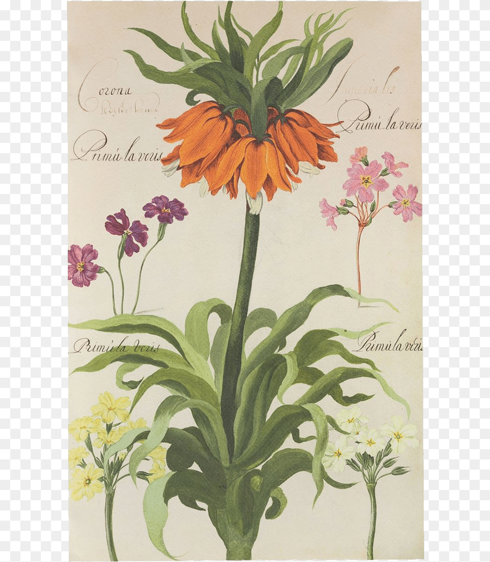 Picture Of Crown Imperial Flower Plates De Geest Crown Imperial Flower, Art, Petal, Pattern, Plant Free Transparent Png