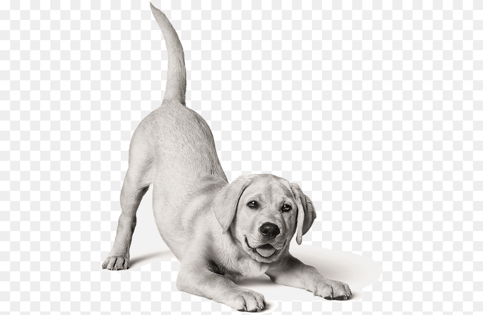 Picture Of Labrador Puppy Royal Canin Dog Black And White, Animal, Canine, Mammal, Pet Free Png Download