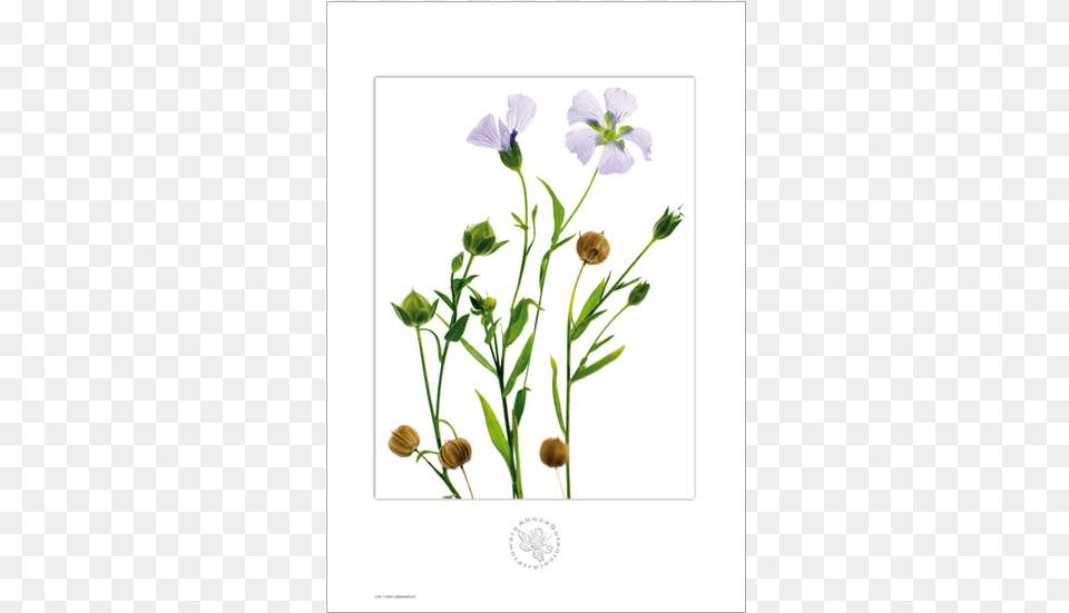 Picture Of Linen Aboca Botanical Art Flower Linen Botanical Art, Flax, Petal, Plant, Geranium Png Image