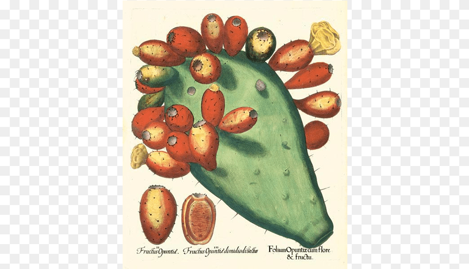 Picture Of Prickly Pear Besler Hortus Eystettensis Basilius Besler The Book Of Plants, Animal, Insect, Invertebrate, Fungus Free Png
