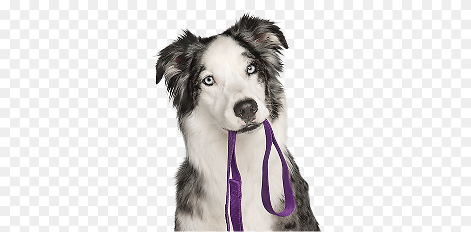 Picture Of Puppy Dog Hd Dog Training Puppy And Adult Dog Training, Animal, Canine, Pet, Mammal Free Png