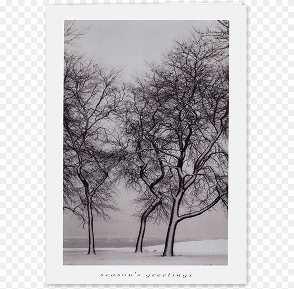 Picture Of Snow Blown Trees Greeting Card, Nature, Outdoors, Plant, Tree Free Png Download