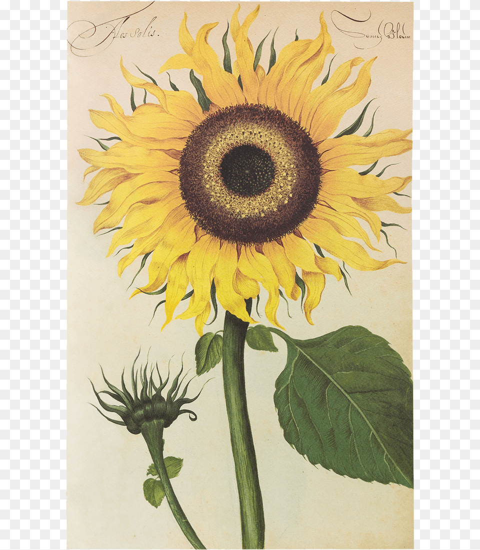 Picture Of Sunflower Flower Plates De Geest Erbario Girasole, Plant Free Png Download