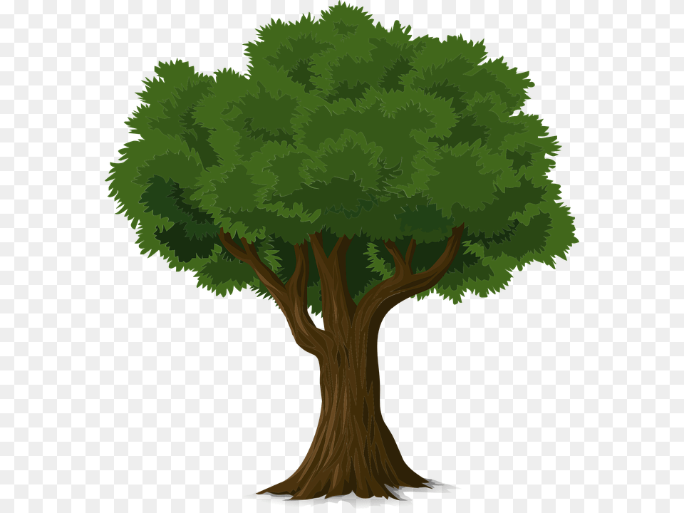 Picture Of Tree Group With Items, Plant, Conifer, Vegetation, Tree Trunk Png