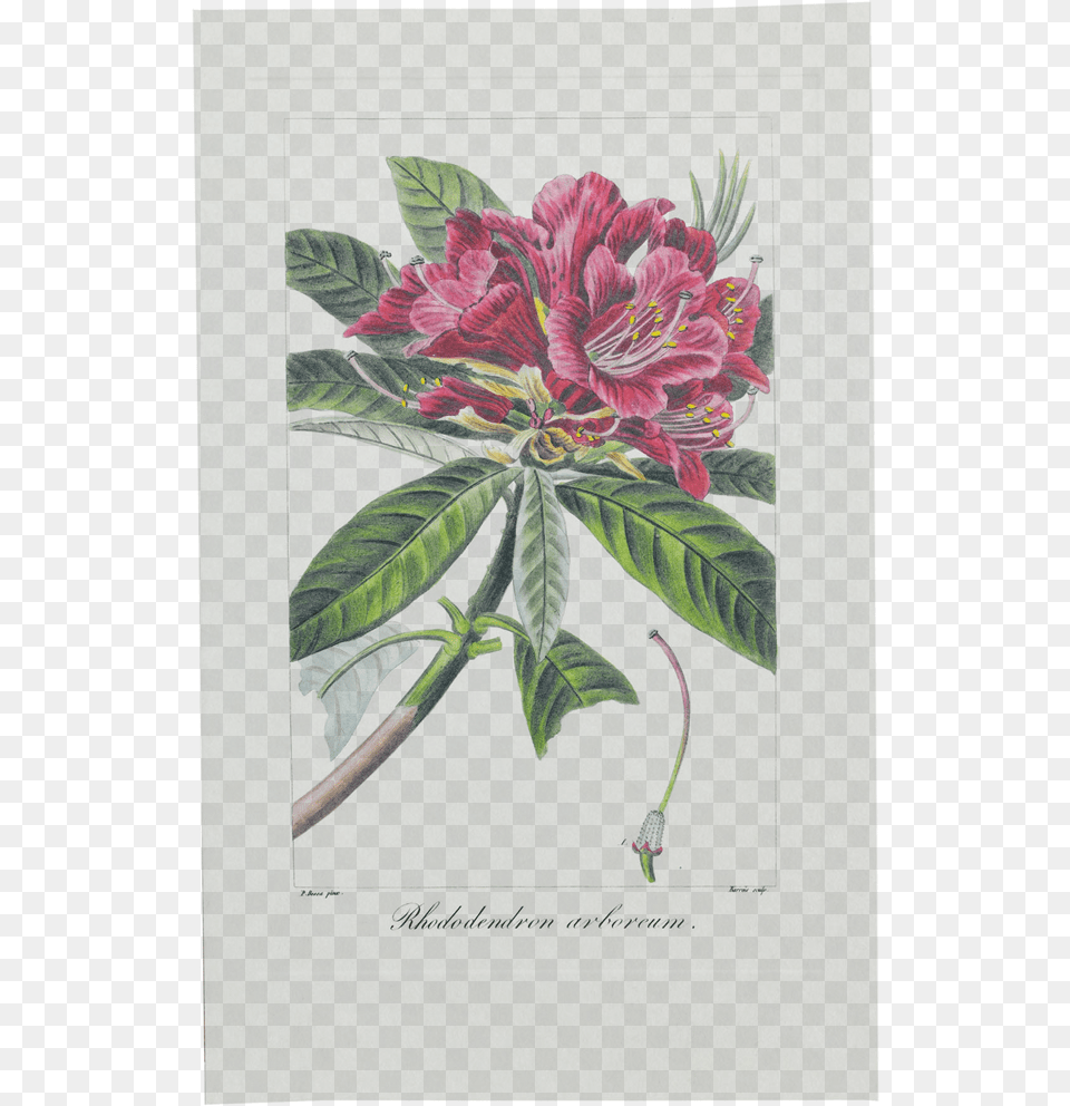 Picture Of Tree Rhododendron Herbier Gnral De, Flower, Plant, Leaf, Geranium Png Image