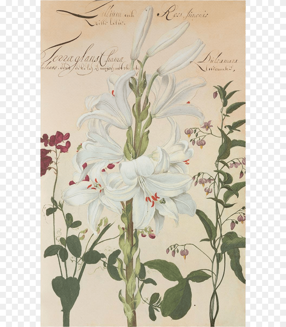 Picture Of White Lily Flower Plates De Geest Giglio Botanica, Plant, Petal, Art, Painting Png Image