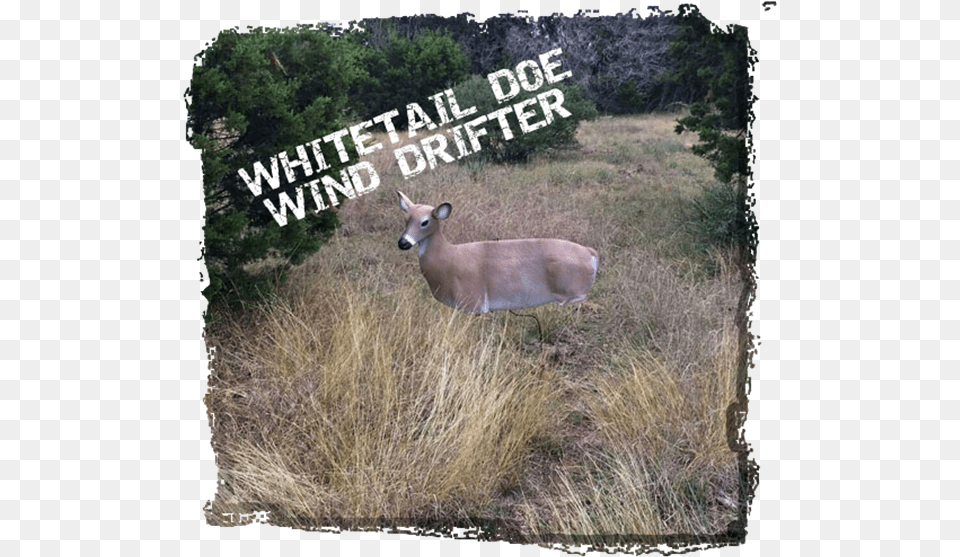 Picture Of Wind Drifter Whitetail Deer Decoy White Tailed Deer, Animal, Mammal, Wildlife, Antelope Free Transparent Png