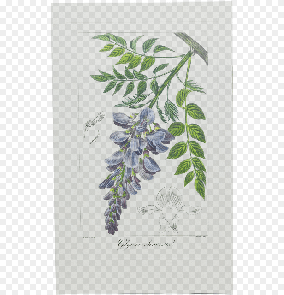 Picture Of Wisteria Herbier Gnral De L39amateur Wisteria Botanical Drawing, Plant, Leaf, Flower, Acanthaceae Free Transparent Png