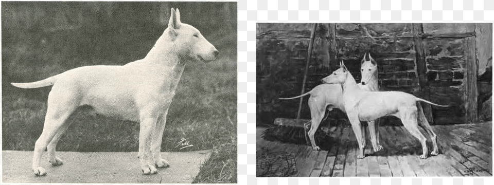 Picture Old English White Terrier, Animal, Canine, Dog, Mammal Free Png