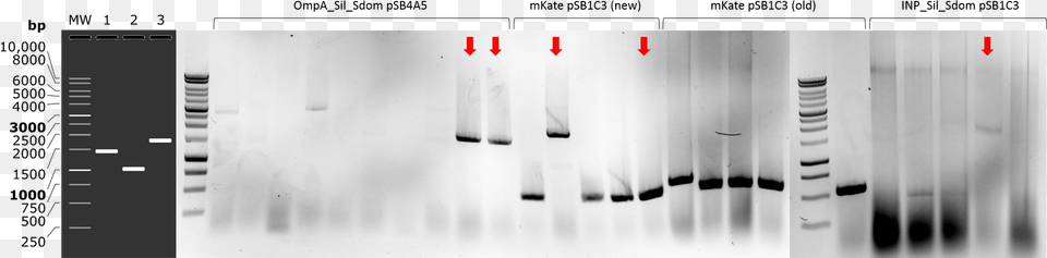 Picture On The Left Shows Simulated Agarose Gel Electrophoresis Free Png
