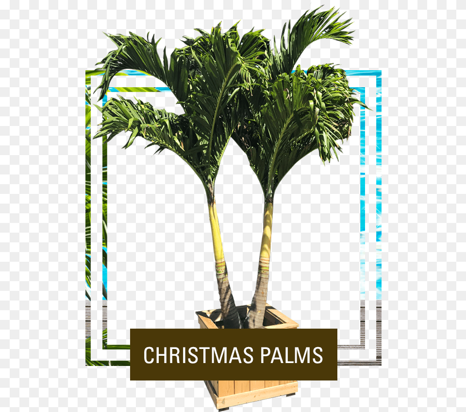 Picture Palm Tree, Palm Tree, Plant, Leaf Free Png
