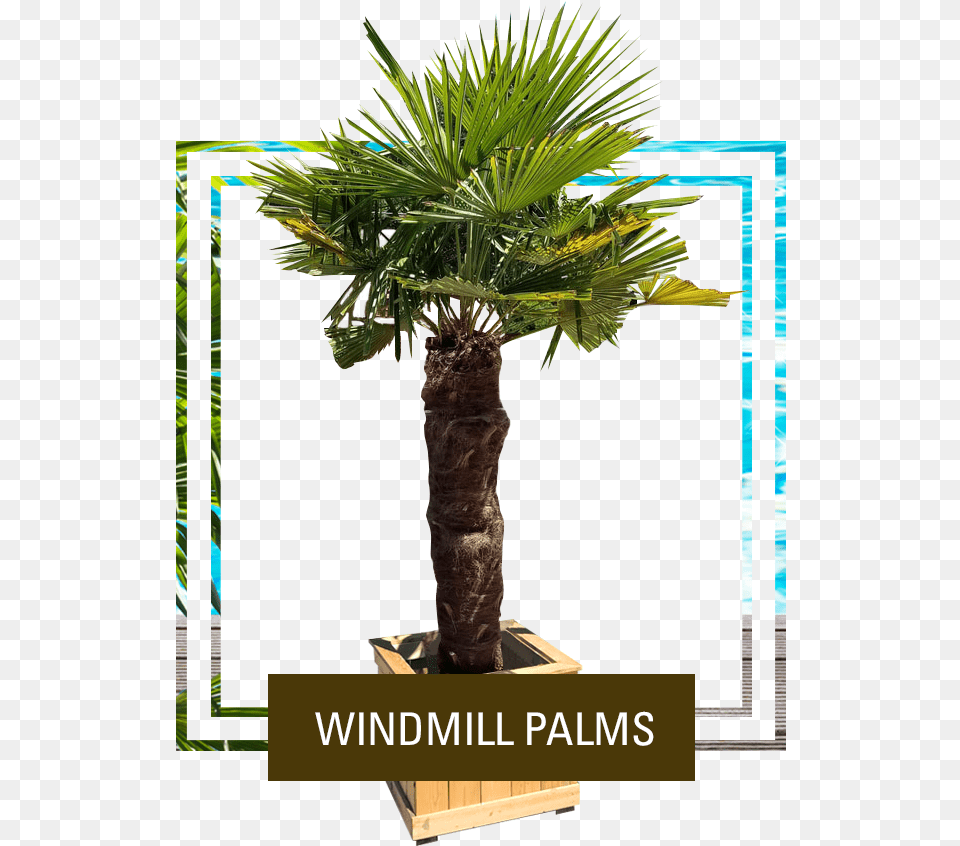 Picture Palm Trees, Palm Tree, Plant, Tree Free Png