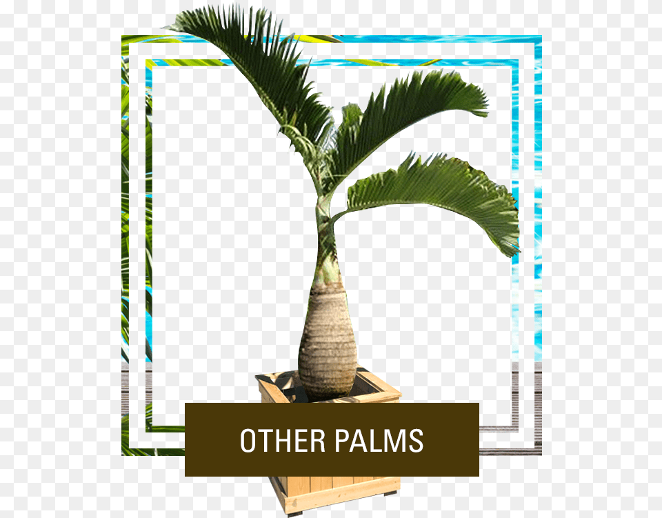 Picture Palm Trees, Palm Tree, Plant, Tree Free Transparent Png