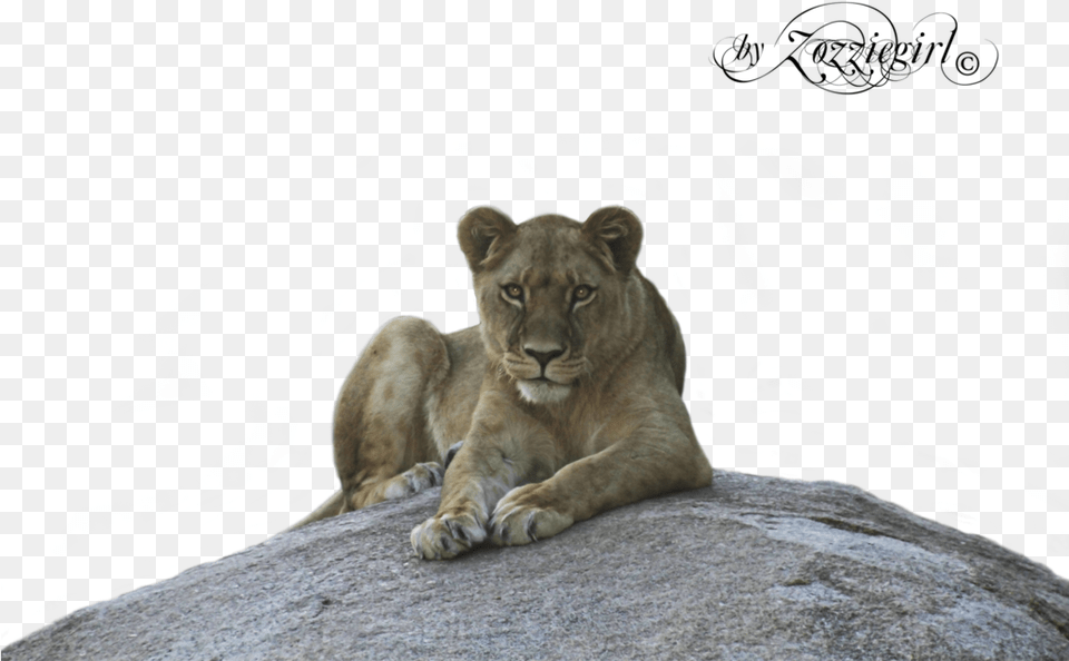 Picture Pauline Bond Lioness, Animal, Lion, Mammal, Wildlife Free Transparent Png