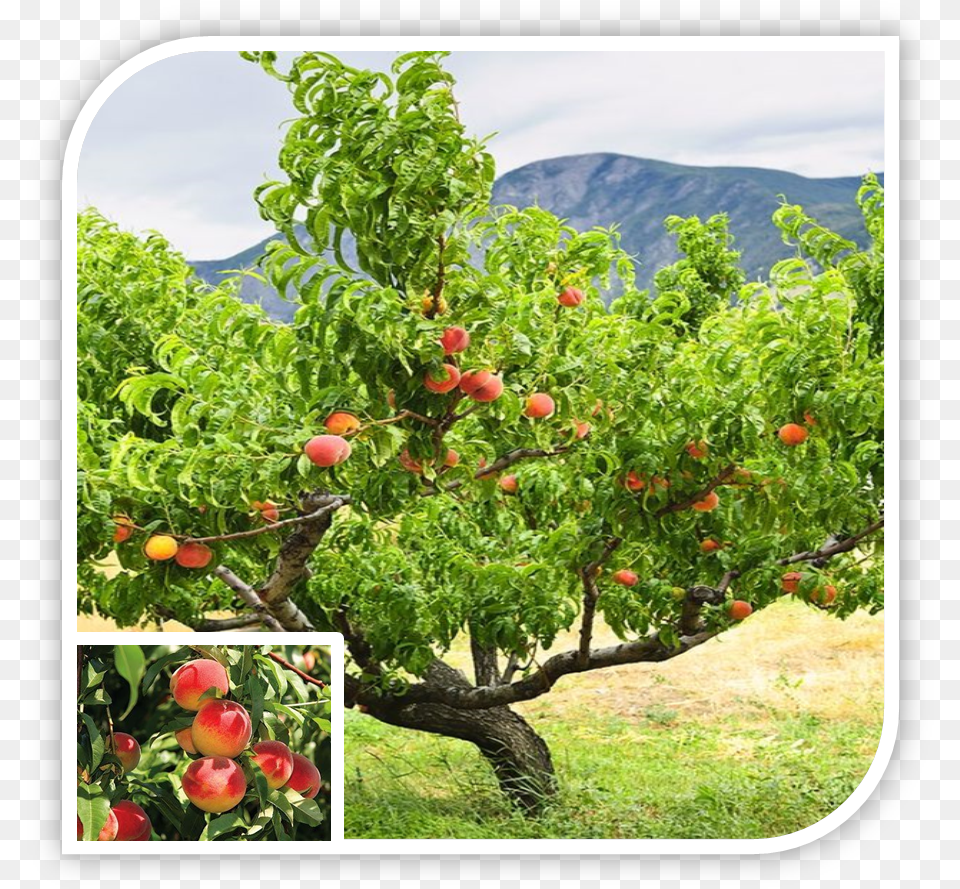 Picture Peach Trees, Food, Fruit, Plant, Produce Free Png