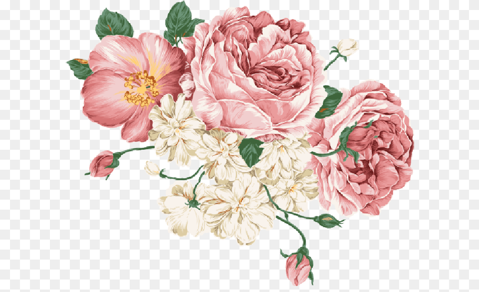 Picture Peonies, Flower, Plant, Carnation, Rose Png