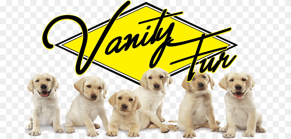 Picture Perros Bebes, Animal, Canine, Dog, Labrador Retriever Free Png Download
