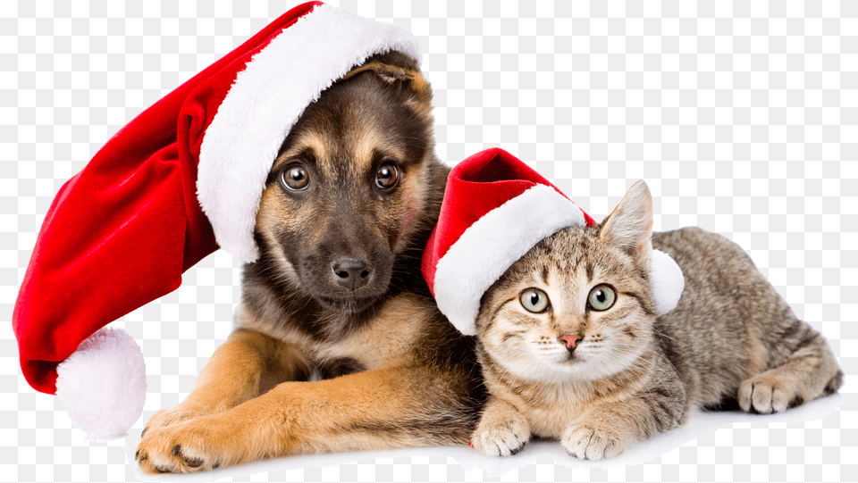 Picture Pets Christmas, Animal, Canine, Dog, Mammal Free Transparent Png