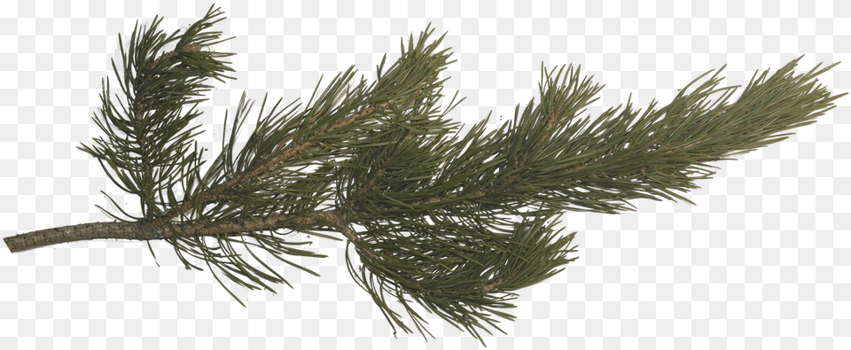 Picture Pine Tree Branch, Conifer, Fir, Plant Png