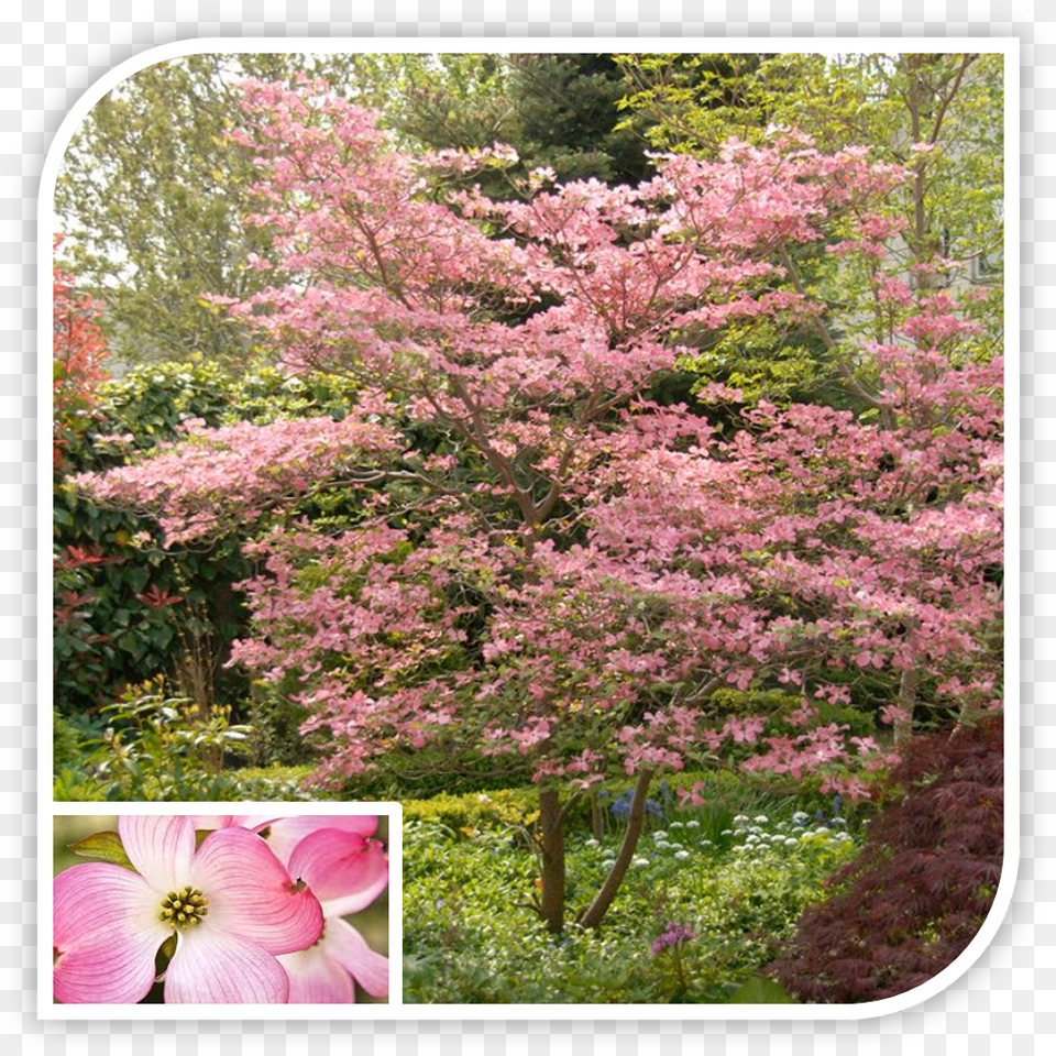 Picture Pink Dogwood, Vegetation, Flower, Geranium, Plant Free Png Download