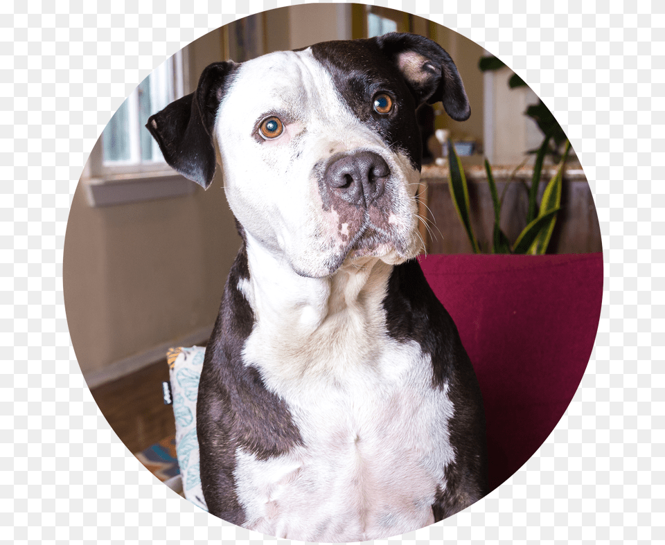 Picture Pit Bull, Photography, Animal, Canine, Dog Free Transparent Png