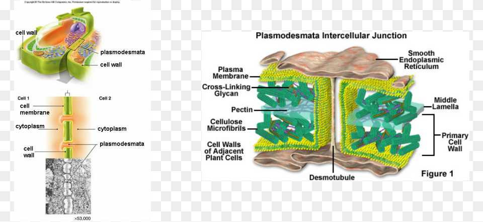 Picture Plant Cell Membrane And Wall, Chart, Plot, Diagram, Plan Free Transparent Png